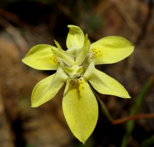 Moraea gawleri inside a yellow flower